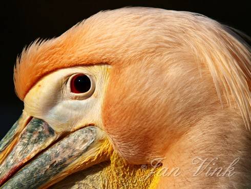 Roze pelikaan, detail van de kop Ouwehands Dierenpark