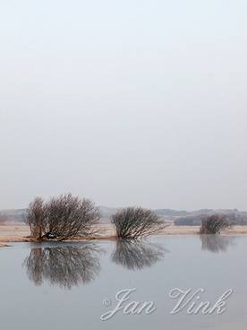 Wilgen, struikvormen, met spiegeling, koud en verstild landschap, Noordhollands Duinreservaat Castricum