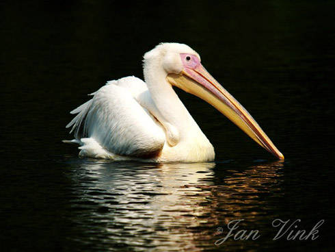 Roze pelikaan Vogelpark Avifauna