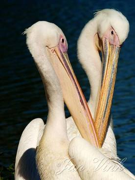 Roze pelikanen, poetsend in Vogelpark Avifauna