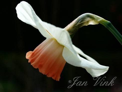 Narcis varieteit Salome, detail van de bloem op tuin Wijkeroog