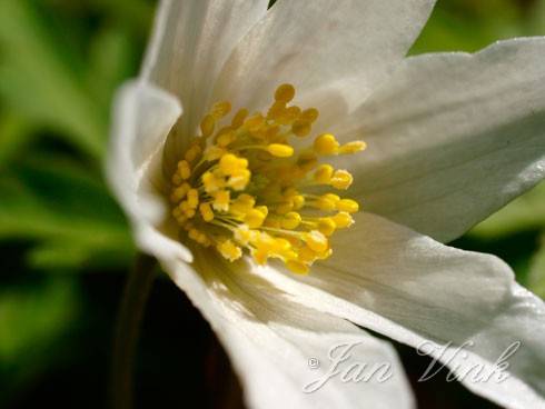 Bosanemoon, close-up van bloem op tuin Wijkeroog
