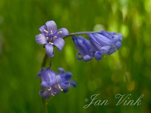 Boshyacint detail van blauwe bloemen in het Wildrijk