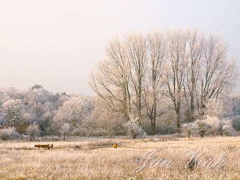 Winter bij de Kruisberg, Noordhollands Duinreservaat Heemskerk