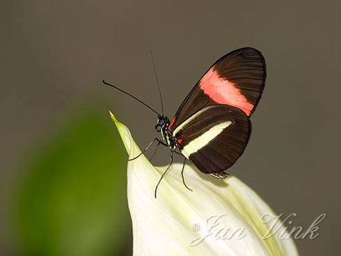Passiebloemvlinder in de vlindervallei OrchideeÃ«nhoeve Luttelgeest