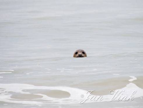 Gewone zeehond, zwemmend in zee bij de Kerf Schoorl