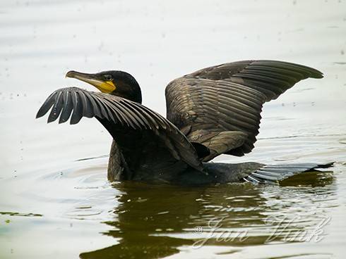 Aalscholver, zwemmend met uitgespreide vleugels, Hoefijzermeer, Noordhollands Duinreservaat Castricum