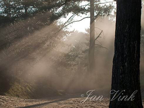 Lichteffecten, door mist en zon op een bospad bij de Oosterplas, Nationaal Park Zuid-Kennemerland