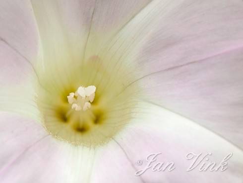 Haagwinde, detail wit-roze bloem, Zwanenwater