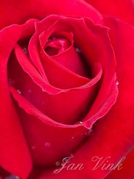 Roos, detail rode bloem, rosarium De Broenshof, Diepenheim