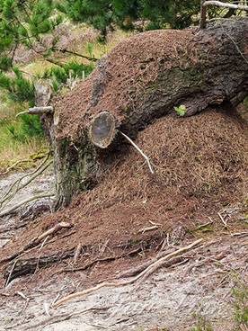 Rode bosmier, mierenhoop, bij afgebroken den, Noordhollands Duinreservaat Bergen