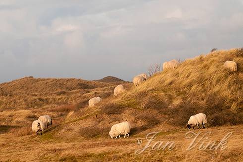 Schaap, Scottish Blackface, schapen, grazend op  een duin, Noordhollands Duinreservaat Heemskerk
