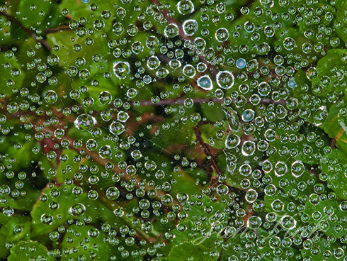 Spinrag, met regendruppels, in de achtertuin.