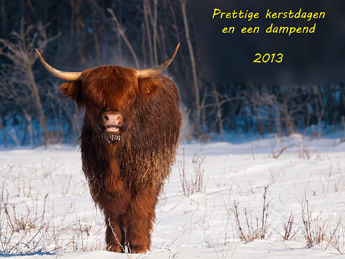Schotse hooglander, dampende koe, Noordhollands Duinreservaat 040212