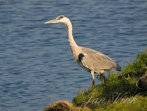 Blauwe reiger aan slootkant Zwaansmeerpad, Krommenieer Woudpolder