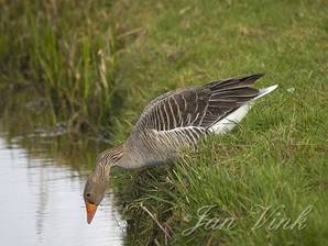 Grauwe gans, vlak voor duik in sloot, Zwaansmeerpad, KrommenieÃ«r Woudpolder