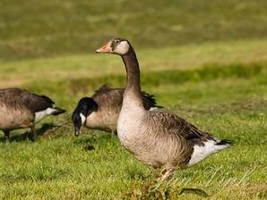 Canadese gans x grauwe gans, Hekslootpolder bij Spaarndam