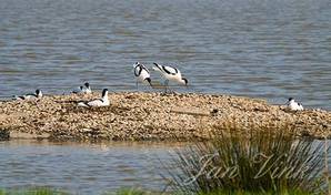 Kluut, kluten, op grindeiland, Hekslootpolder bij Spaarndam