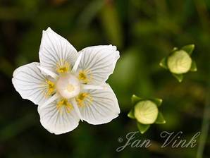 Parnassia, detail bloem en bloemknoppen, Noordhollands Duinreservaat Egmond
