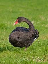 Zwarte zwaan, Hekslootpolder Spaarndam