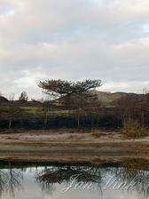 Verschroeide aarde en den, bij Vogelmeer, na duinbranden, Staatsboswachterij Schoorl