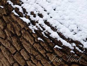 Populier, bast, schors, gedeeltelijk bedekt met sneeuw, Noordhollands Duinreservaat Heemskerk