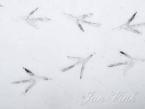 Pootafdrukken van een reiger, in de sneeuw op het ijs, Zwanenwater