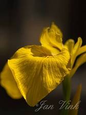 Gele lis, detail bloem, in de vijver in de achtertuin.