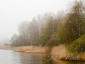 Ontluikende bomen, in de mist, langs infiltratiekanaal, Amsterdamse Waterleiding Duinen
