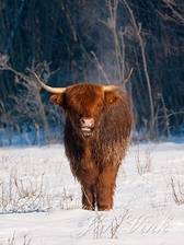 Schotse hooglander, een dampende koe, Noordhollands Duinreservaat Heemskerk