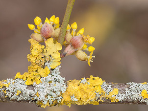Gele kornoelje, bloemen, bloemknoppen en korstmossen, Noordhollands Duinreservaat, Castricum
