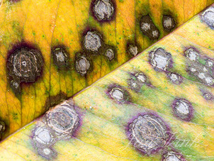 Krentenboompje, detail herfstblad, herfstkleuren, Spanderswoud